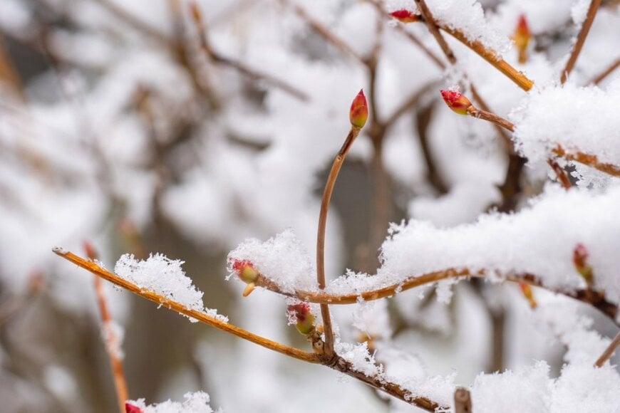 雪化粧をしたドウダンツツジの新芽