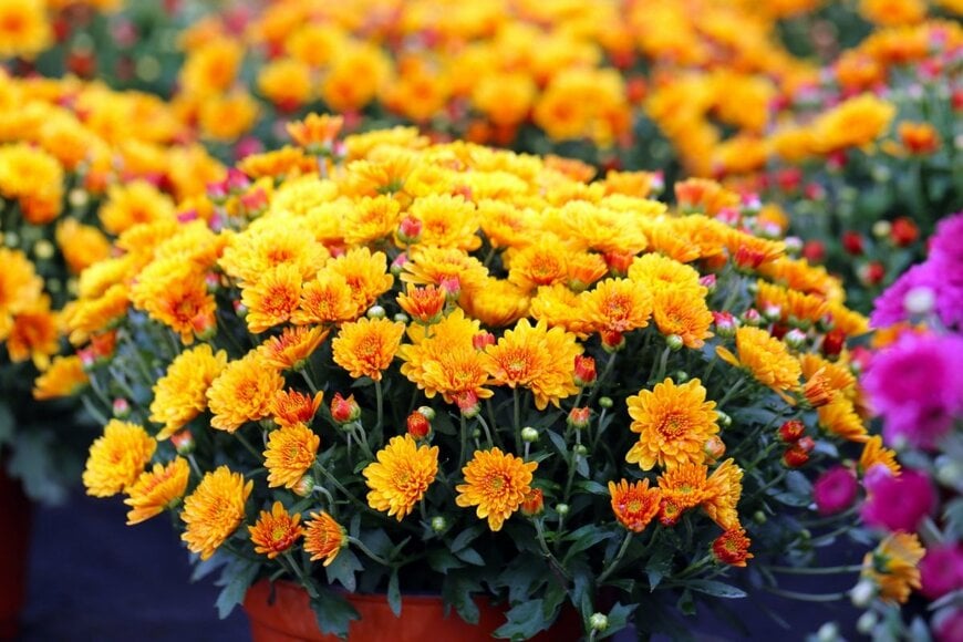 オレンジの花が満開のガーデンマム。植木鉢に植えられている