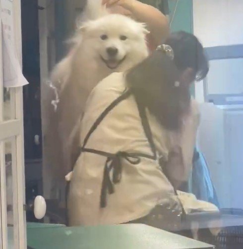 ドライヤーをかけてもらっている犬