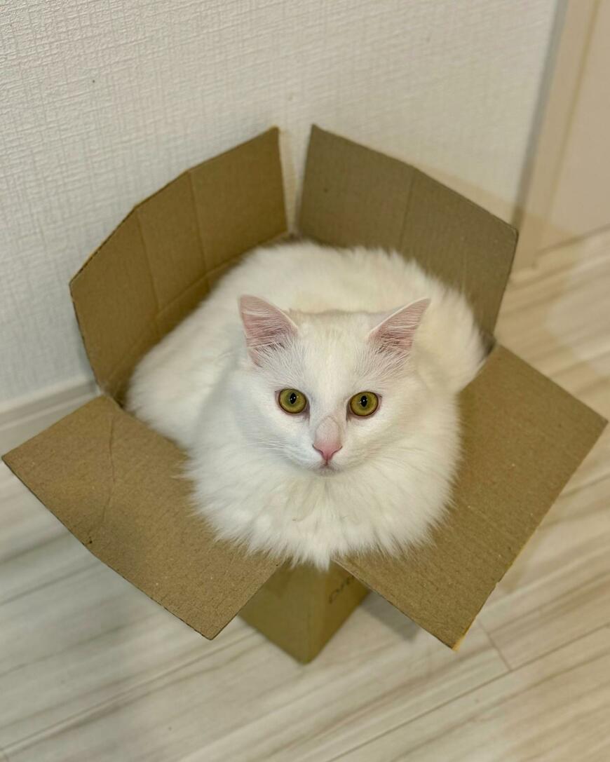 段ボールに入っている猫