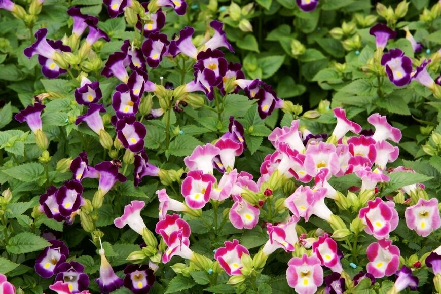 トレニアの花が咲いている。色はピンクと濃い紫。