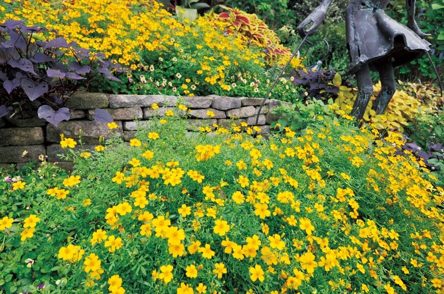 出所:PROVEN WINNERS(R) タゲテス ゴールドメダル