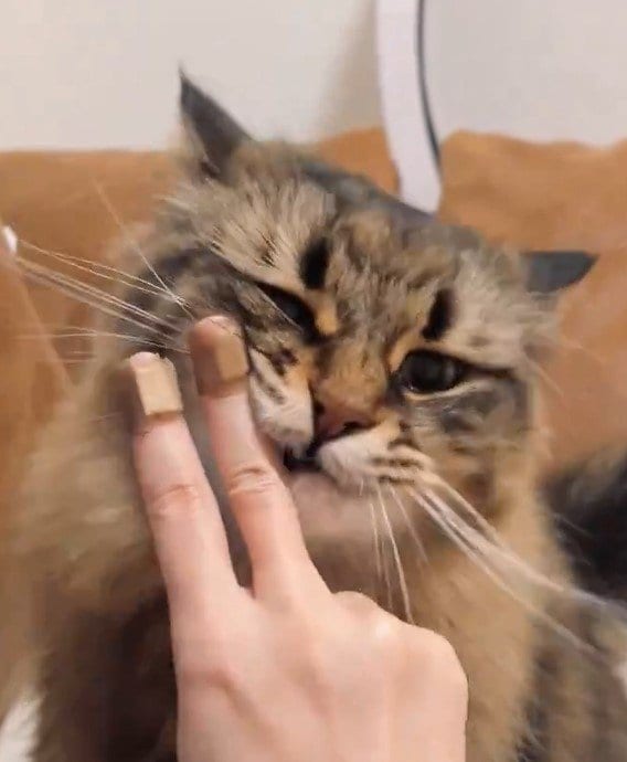 スリスリする猫