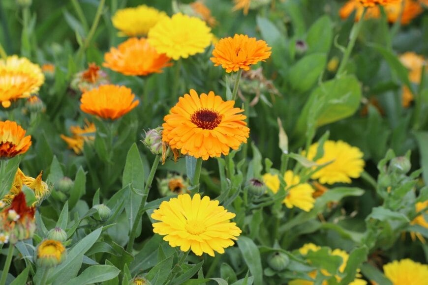 黄色やオレンジ色の花を咲かせている、カレンデュラ