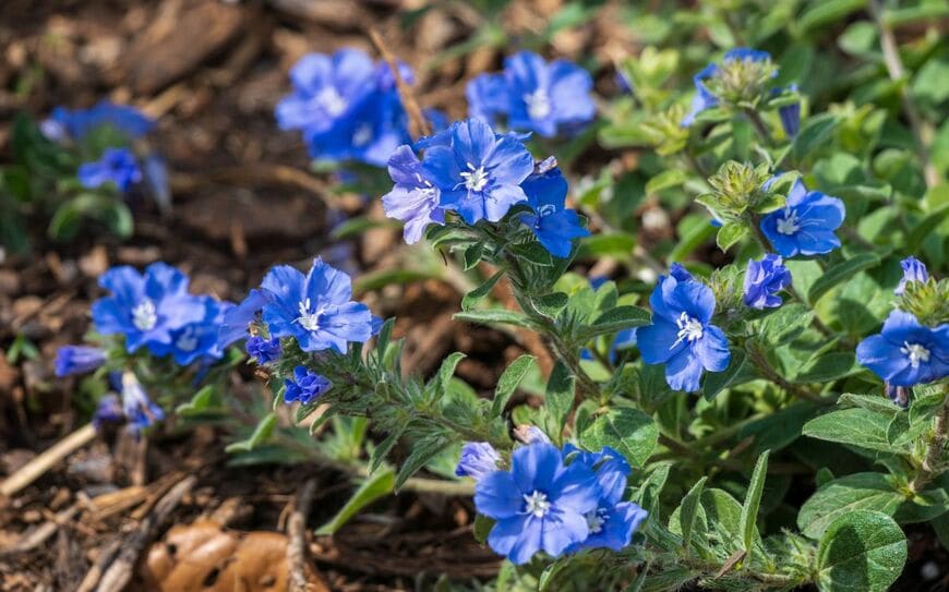 ブルーの花を咲かせているエボルブルス