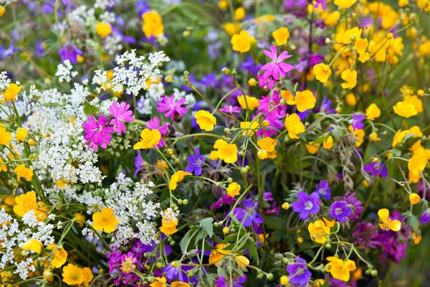 春色の花が咲き乱れるお花畑。色はピンク×イエロー×ブルー。