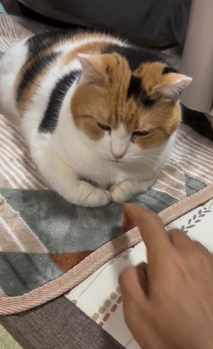 猫と飼い主の手
