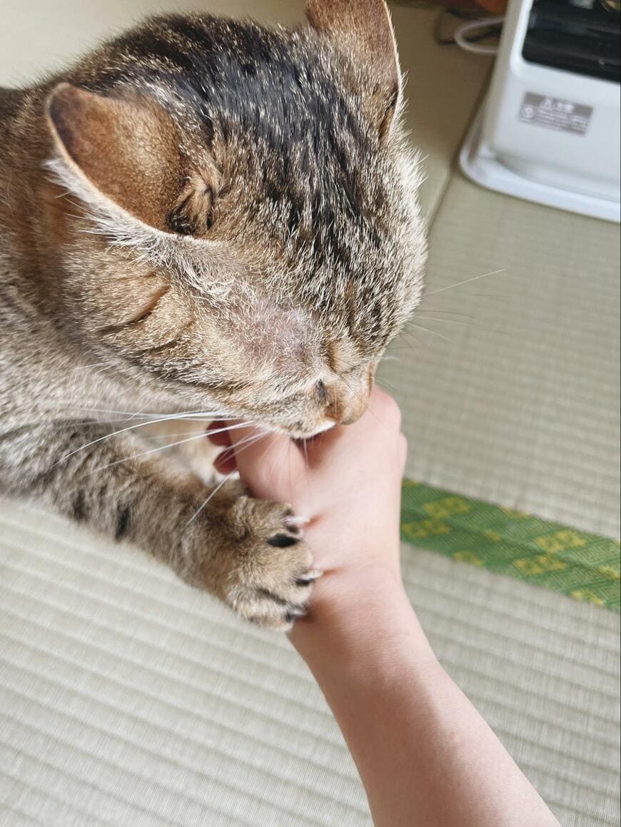 ひっかく猫