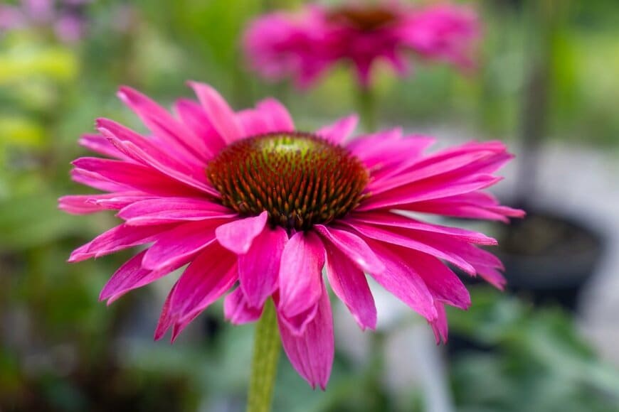 色とりどりの花を咲かせているエキナセア