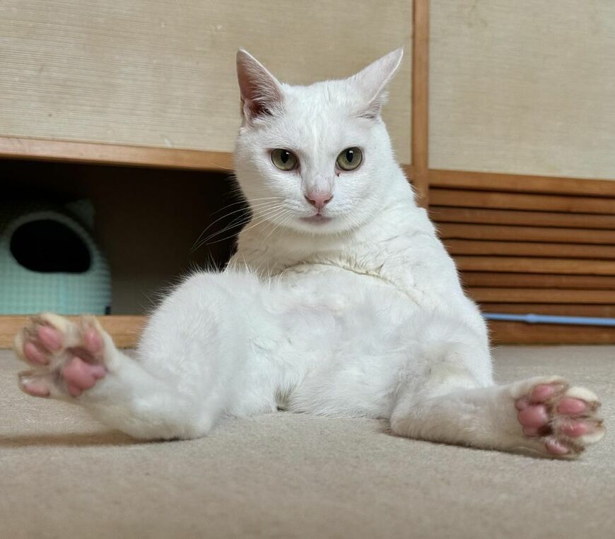 くつろぐ猫