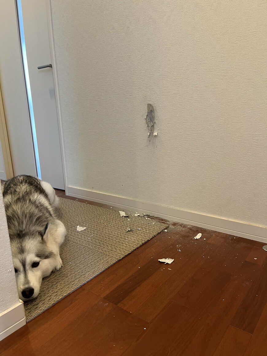 壁を破壊したハスキー犬