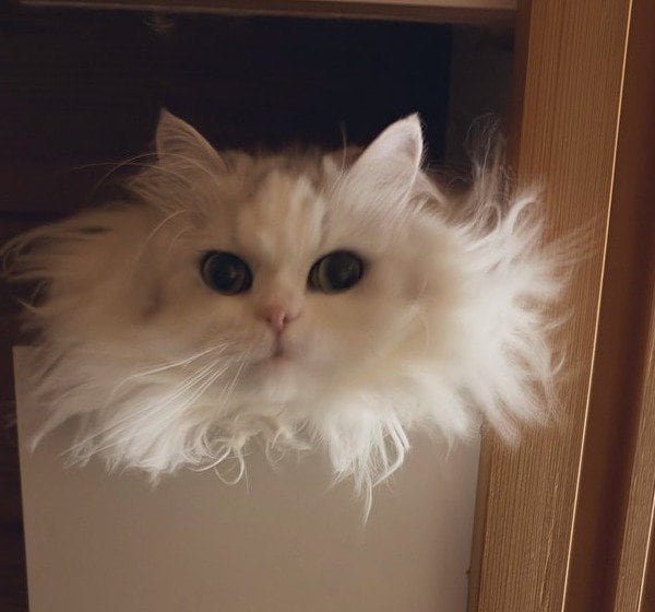 お顔周りのモフモフがたまりません