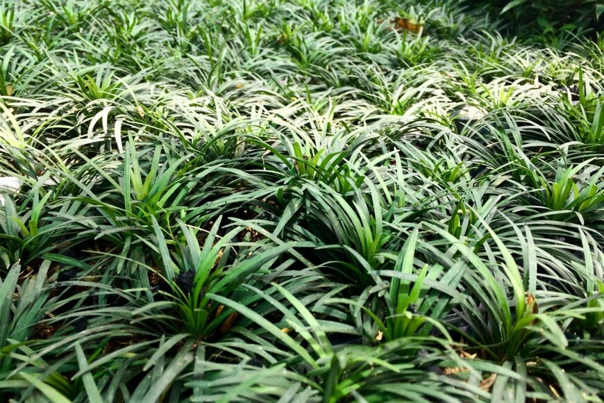 緑色の細い葉を密生させている、タマリュウ