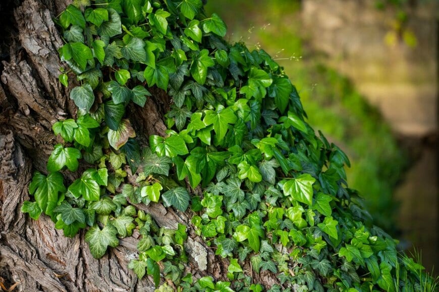木に絡まって生い茂るヘデラ。葉の色は深い緑で照りがある。
