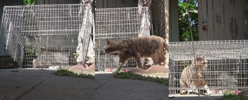 捕獲器に近づくココペリ