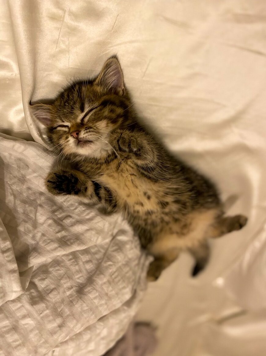 無になる子猫