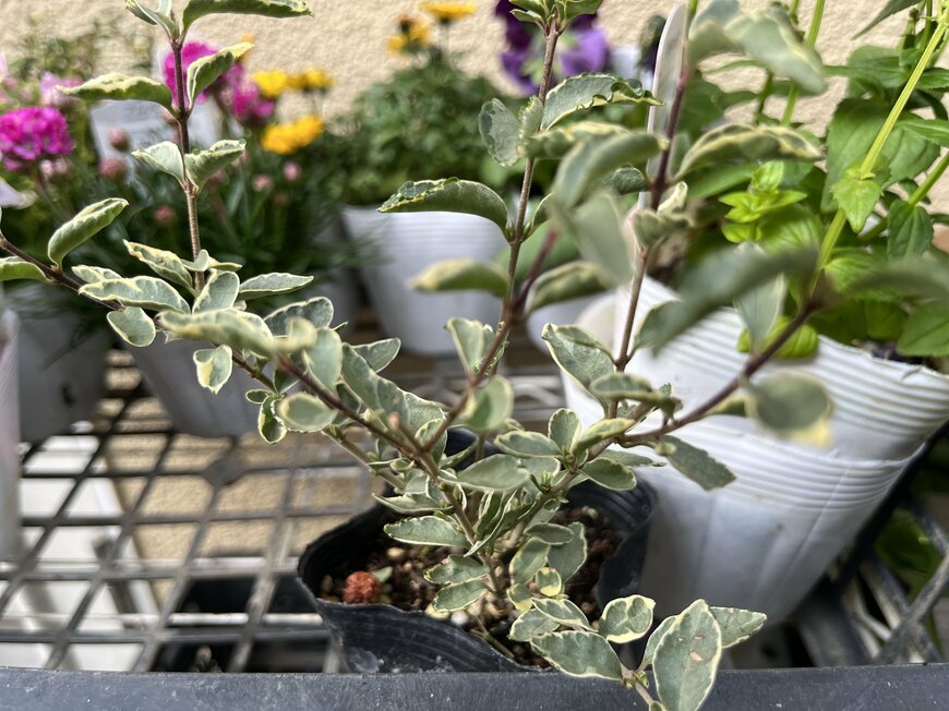 斑入りのシルバープリペット