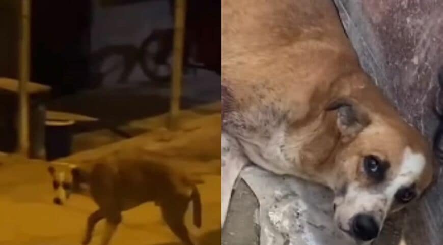 出所：<u><a href="https://www.instagram.com/p/Dba47Owx_-8/" target="_blank">@vozanimalperu</a></u>