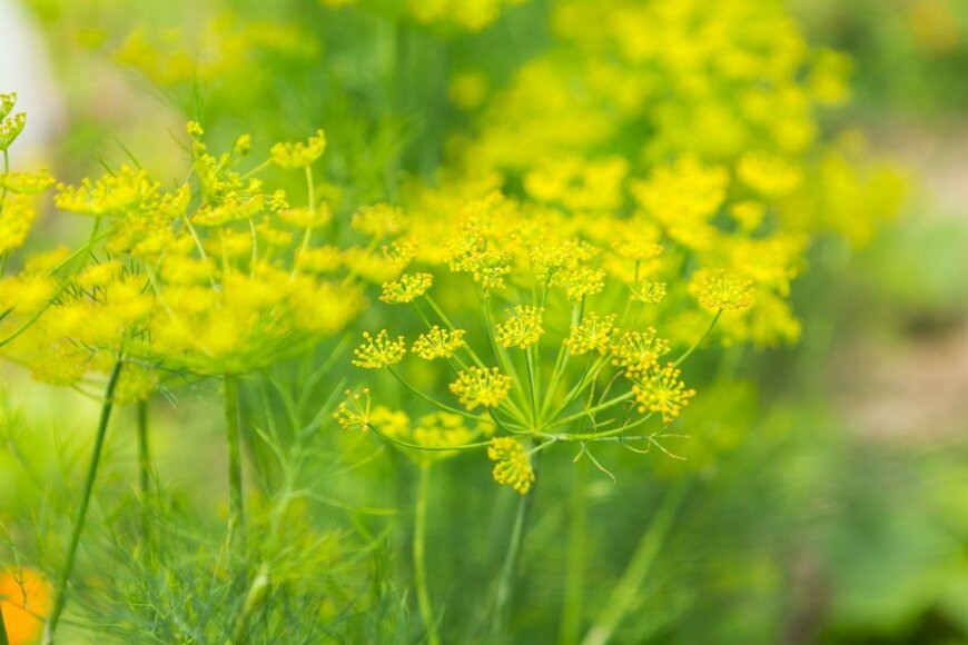 黄色い花を咲かせているディル