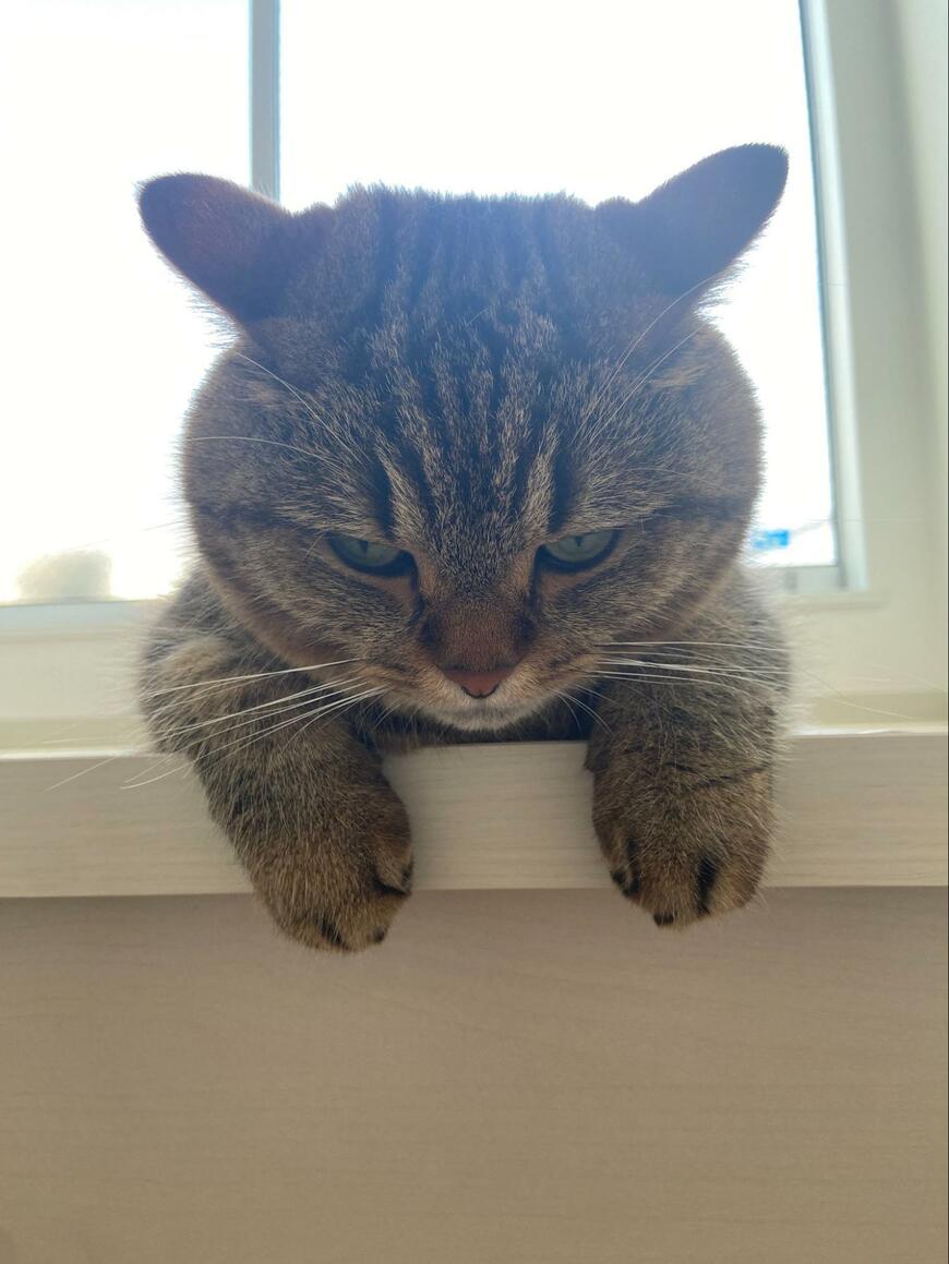 さみしがりの猫