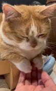 【猫飼いあるある】猫を「触らせて頂く」と→飼い主への塩対応に笑ってしまう