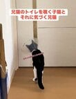 子猫が兄猫たちのトイレを覗くと……思いがけない展開に笑いに包まれる人続出