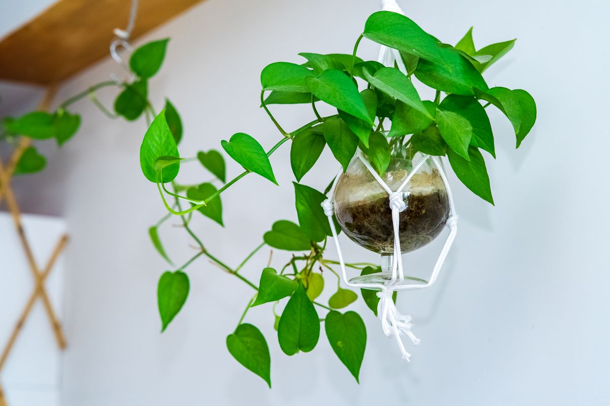 写真 | 吊るして楽しむ観葉植物3選。初夏のインテリアグリーンにおすすめ! 【ガーデニング豆知識】挿し木・挿し芽・株分け:お気に入りのグリーン
