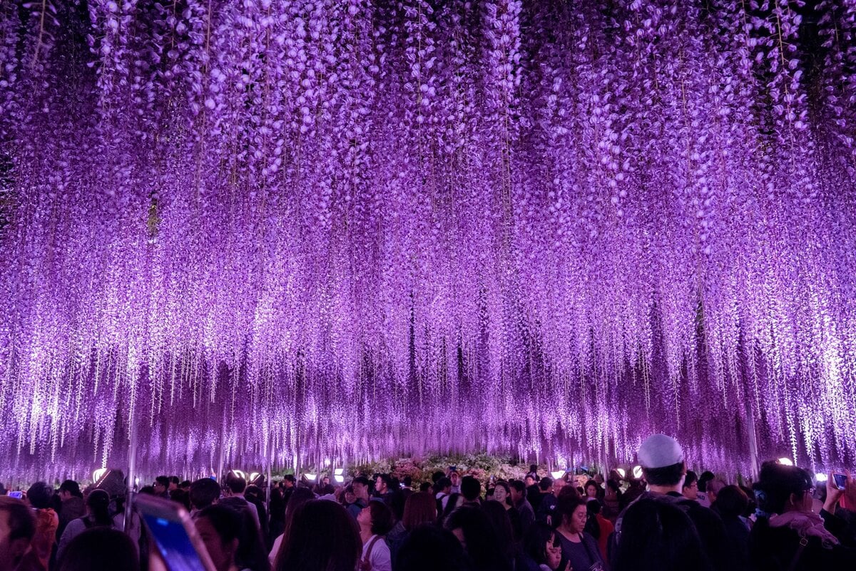 鬼 滅 の 刃 藤 の 花