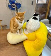 猫が「寝ながら順番待ちしててかわいい」と思ったら…　「マジ解せぬ」想定外の光景に笑ってしまう