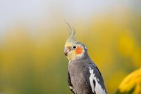 【カーニバル？】ご機嫌なオカメインコ　羽を広げる様子に笑ってしまう