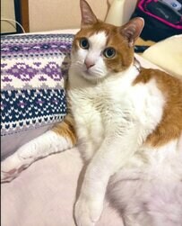 撫でてほしい猫、予想外の姿に豹変！？思わず二度見するほどの圧に驚きが隠せない