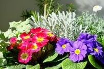 【冬の寄せ植え】春まで植えっぱなしOK！おすすめの〈寒さに強い花7選〉で冬の玄関も美しく
