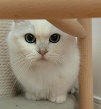 ぬいぐるみのように可愛い白猫→ソファでくつろぐ様子が人間みたいで思わず二度見！