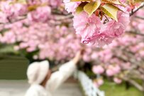 次の年金支給日は4月15日！厚生年金＆国民年金「年金一覧表」60歳～90歳以上の年齢別・平均年金月額