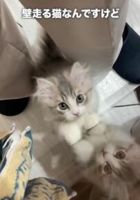  必死に壁を走り続ける子猫ちゃん！？　ご飯待ちの可愛すぎる姿にメロメロになりそう