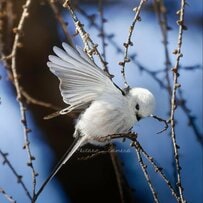 北海道十勝で撮影した「シマエナガ」 珍しい“飛び立つ瞬間”の丸い姿がかわいい！