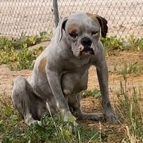  8匹の仔犬を抱えた「空腹の母犬」を救助。新たな幸せを目指すまで回復した姿に喜びの声が集まる