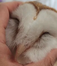 【おにぎり？になるメンフクロウ】「多幸感にあふれている...」飼い主さんに「おにぎり」にされるフクロウが幸せ過ぎでたまらない！