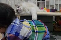 男の子に「なでなで」する猫ちゃん　仲良し風景に癒される！