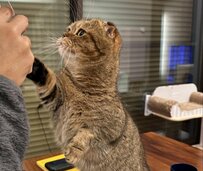 お仕事中のパパを邪魔するかわいい猫ちゃん　笑顔になる光景に「可愛い」「幸せ」とフォロワーもメロメロ