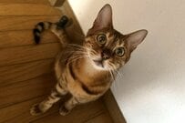 【気まぐれな猫ちゃん】甘えたい時と不機嫌な時の「表情の差」に驚き　かわいい2つの表情にキュン