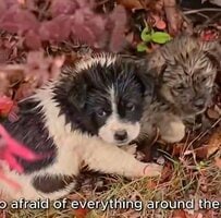 【保護犬】雨の中で震えていた子犬たち。愛情を受けて元気いっぱいに成長