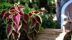 【日陰に強いカラーリーフ】葉色が美しい植物6選で「梅雨に映える」シェードガーデンづくり