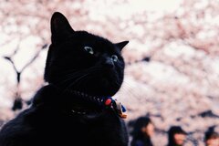 厚生年金の平均が14～15万円は本当？受給額の男女格差やピンキリ事情【4月15日は年金支給日】