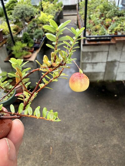 クランベリーが赤く色づき始めていますね！