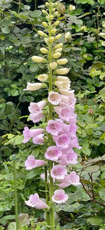 假屋崎省吾のAmeba公式ブログ投稿