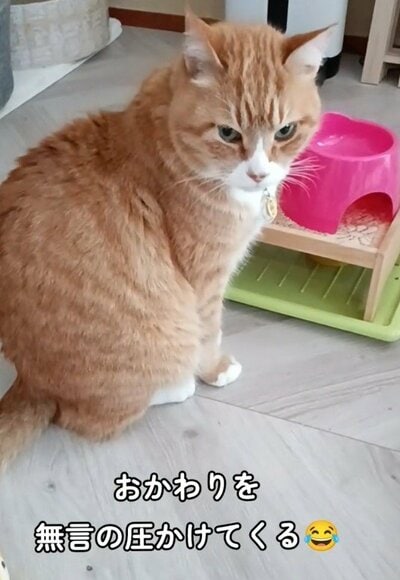 やっぱり納得がいかないのです