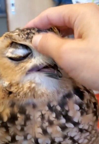 投稿動画のワンシーン