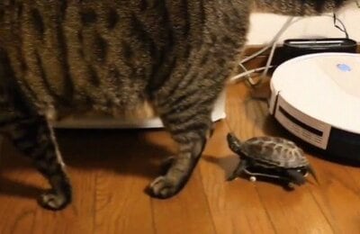 小雪ちゃんが止まると、軍曹くんも上手にブレーキをかける