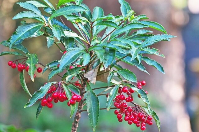 植えっぱなしOK！《冬に赤い実がなる木》和モダン＆縁起物のちいさめ低木4選。玄関先にひと鉢！